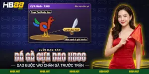 Đá gà cựa dao HB88 với con gà trống và lưỡi dao tari gắn vào chân gà trước khi vào đấu